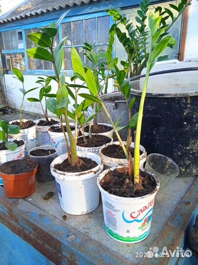 Замиокулькас