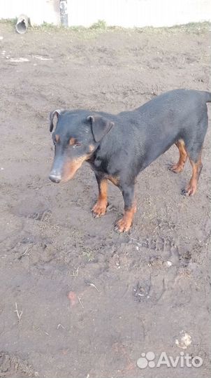 Немецкий ягдтерьер