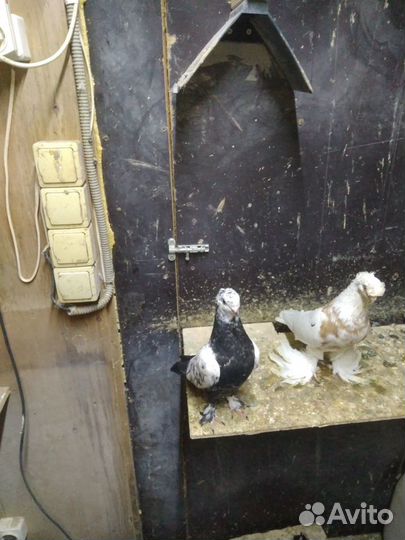 Голуби узбекские