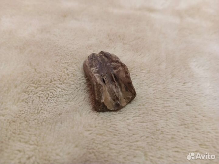 Окаменелости, палеонтология