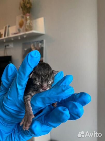 Котята мейн-кун