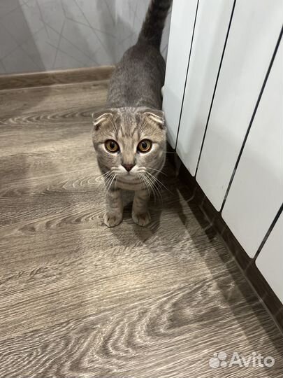 Шотландский кот