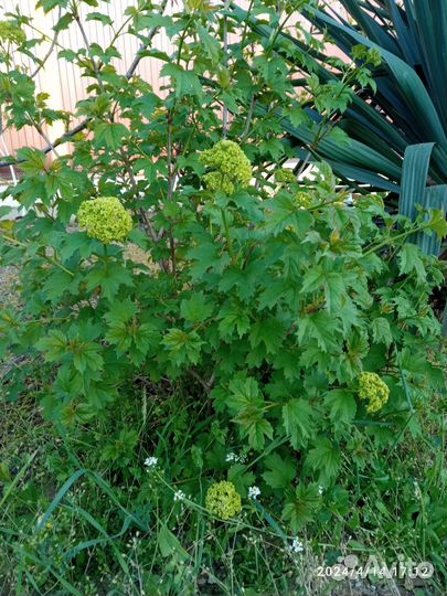 Саженцы калины