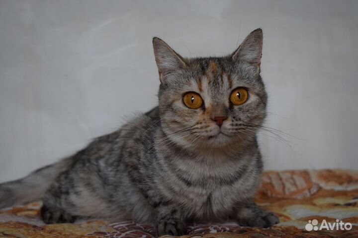 Кошка в дар