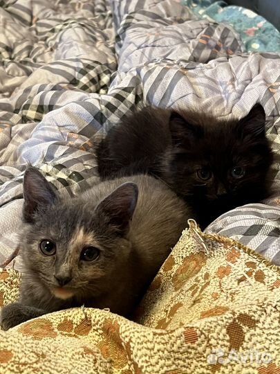 Отдам в добрые руки