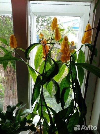 Цветы для дома