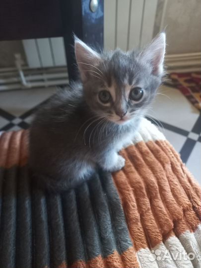 Кошка в дар