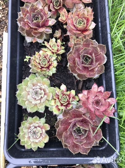 Молодило или каменная роза (семпервивум)