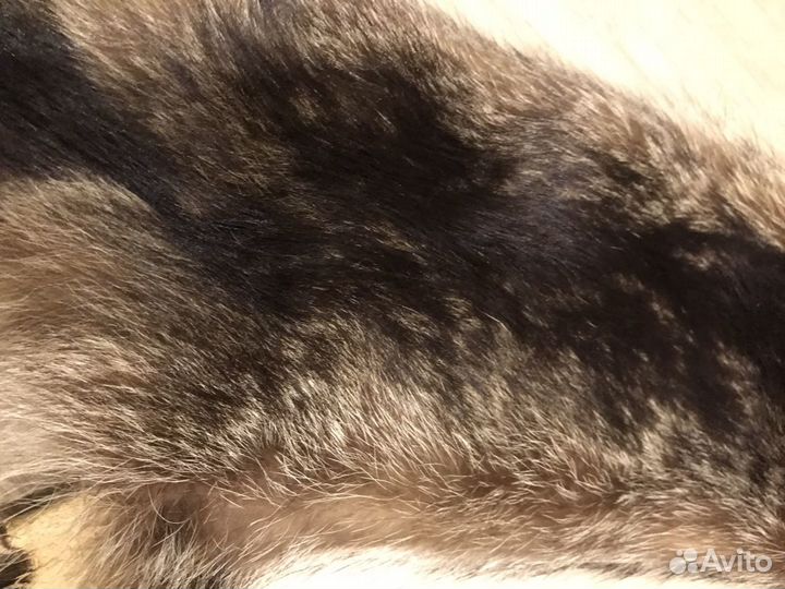 Шкура натуральная енот- полоскун