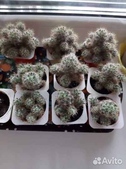 Кактусы Маммиллярия пролифера,опунции