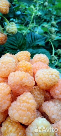 Саженцы плодовых