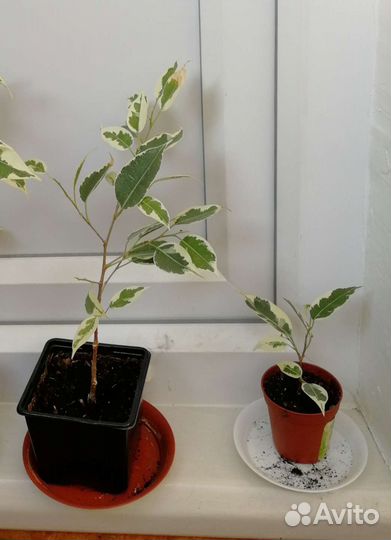 Фикус Бенжамина