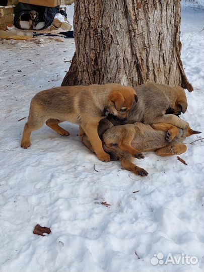 Собака в добрые руки отдам бесплатно щенки