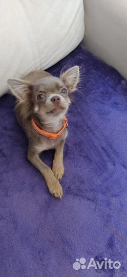 Чихуахуа мини