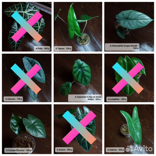 Alocasia