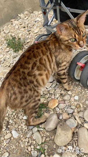 Бенгальская кошка бесплатно