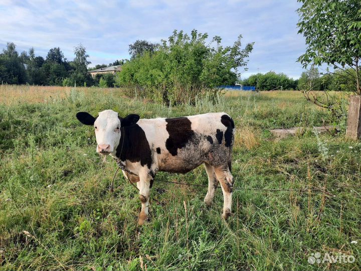 Корова дойная стельная, телка