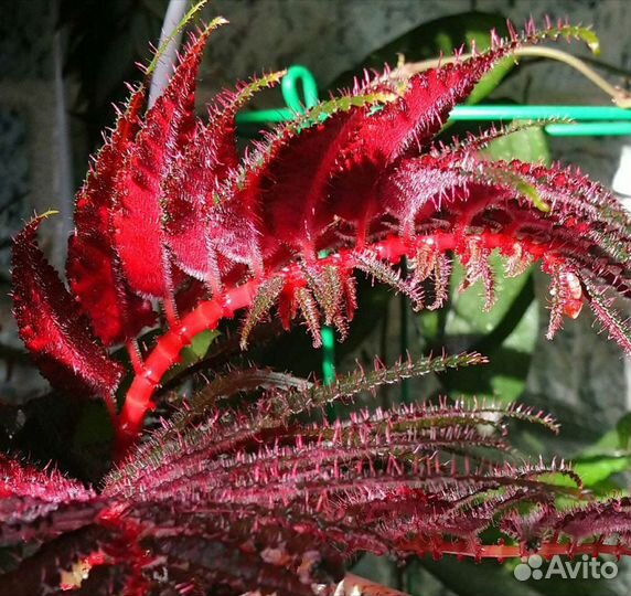 Бегонии pteridiformis, luxurians