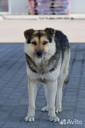 Кобель, 3 года