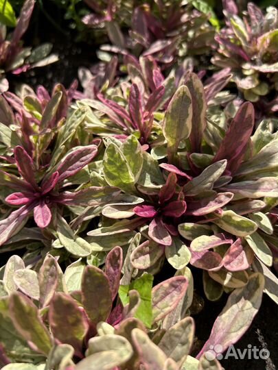 Почвопокровники Живучки