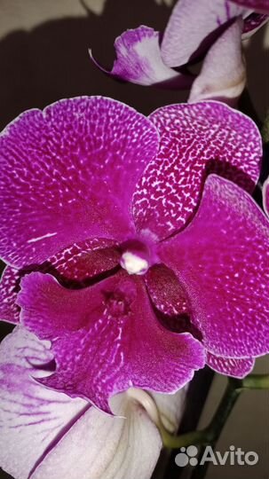 Биг лип галакси (зоя)