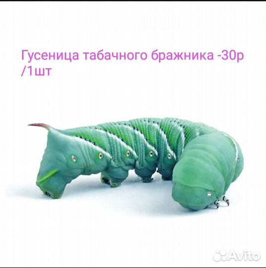 Кормовые насекомые(заморозка)