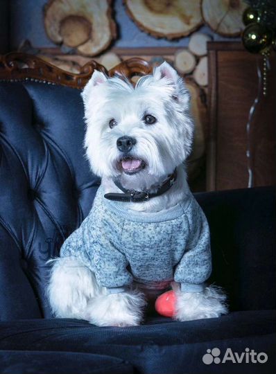 Костюмчики для собак