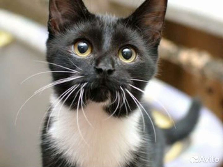 Кошка в дар