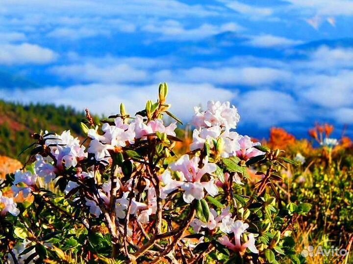 Саган дайля