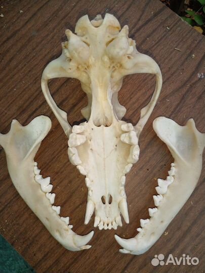 Череп волка