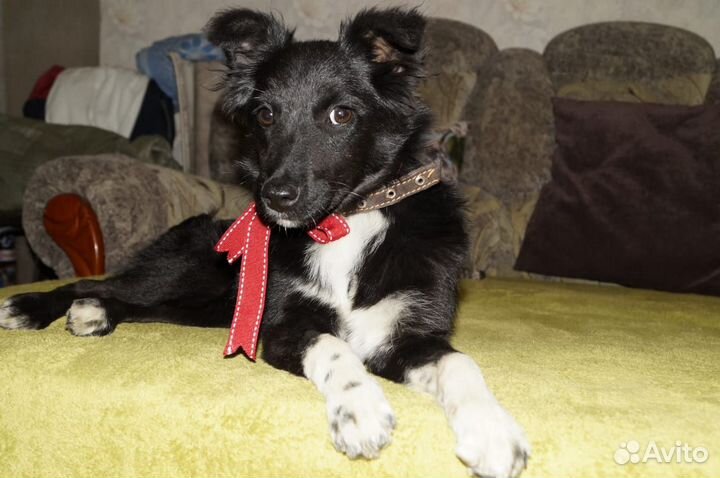 Ищет дом щенок не крупной Собачки Черника