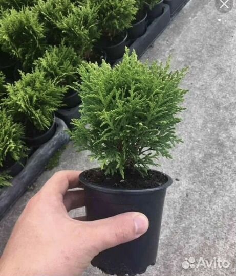 Туя саженцы