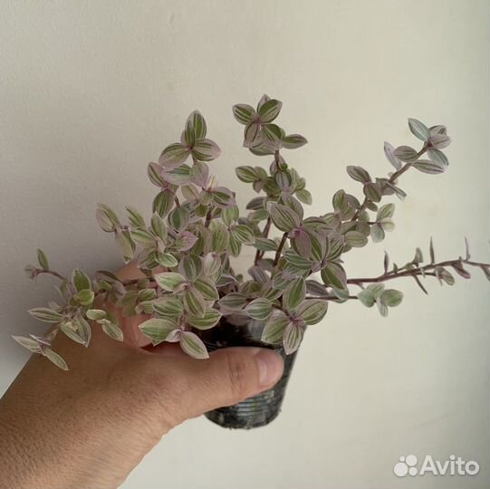 Каллизия ползучая, пушистый кустик