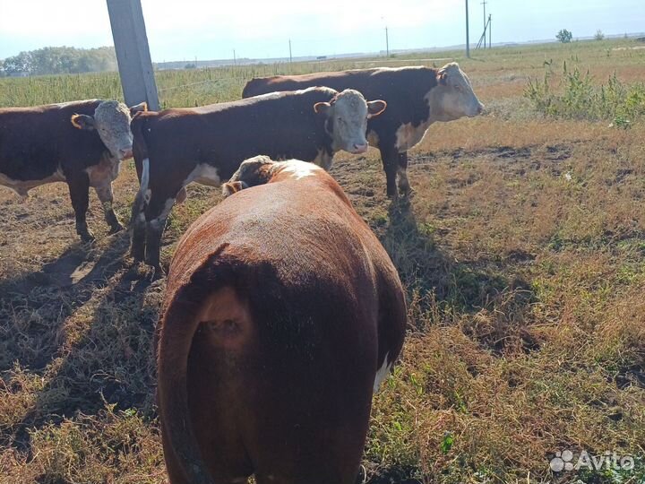 Быки герефорд