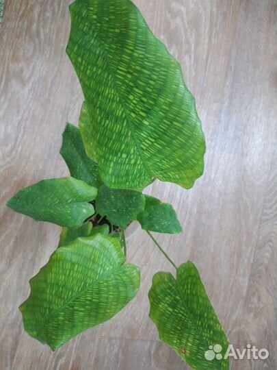 Антуриум и др