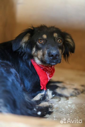 Фифа миниатурная красавица