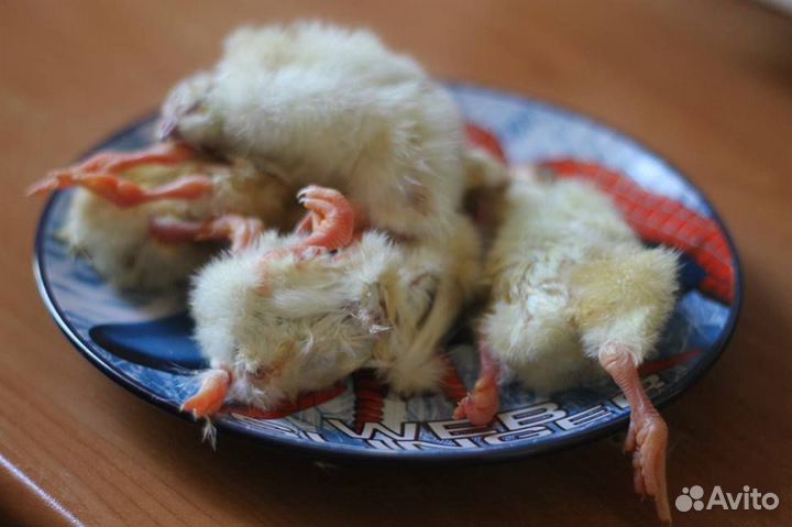 Цыплята замороженные на корм