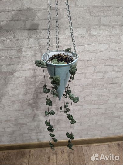 Церопегия вуда