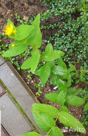 Кустарники и цветы