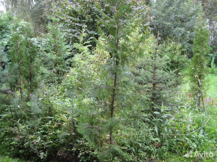 Саженцы ель,сосна