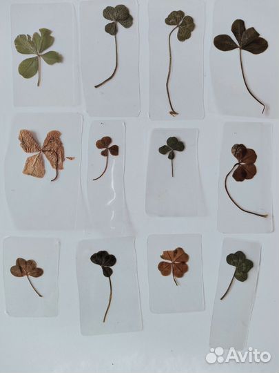 Клевер четырехлистный