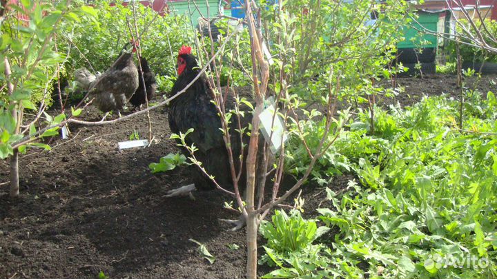 Петухи и куры Джерсийский гигант