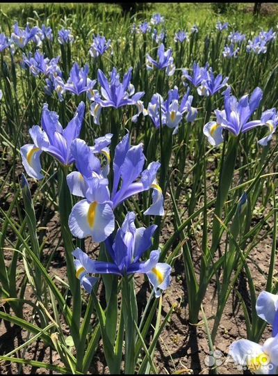 Тюльпаны микс луковицы, лилии, и другие