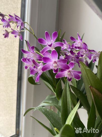 Орхидея Берри Ода ароматная