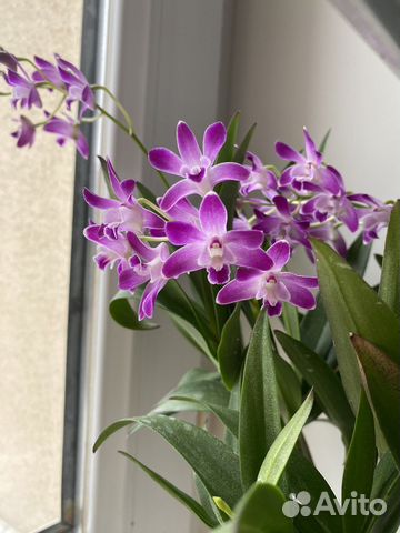 Орхидея Берри Ода ароматная