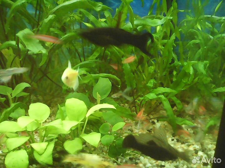 Растения для аквариума рыбки улитки