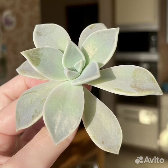 Граптопеталум парагвайский / растение / суккулент