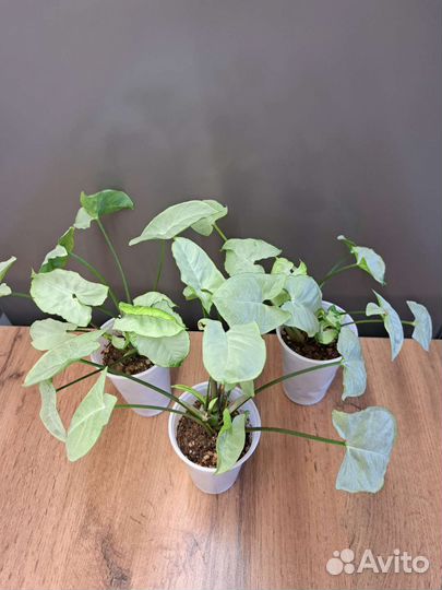 Сингониум Серебряная жемчужина