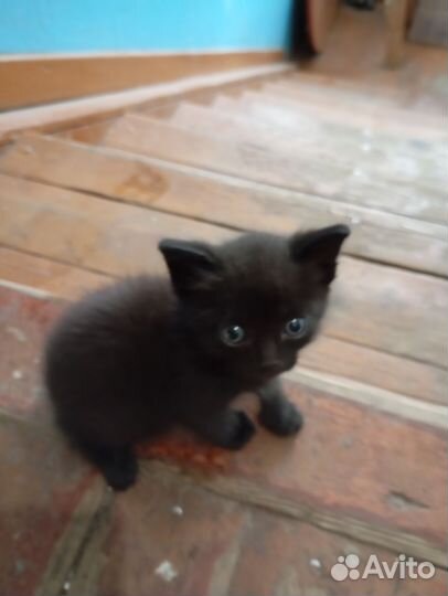 Котята