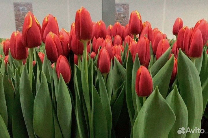 Тюльпаны оптом к 8 марта